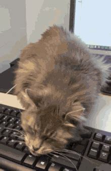 cat spamming keyboard gif|Keyboard Cat Gif GIFs .